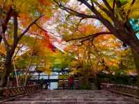 京都龍安寺秋日賞楓必到秘境🍁一場視覺與心靈的雙重盛宴