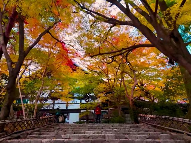 京都龍安寺秋日賞楓必到秘境🍁一場視覺與心靈的雙重盛宴