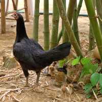 ท่องเที่ยวชมวิถีชุมชนชาวกระเหรี่ยง@หมู่บ้านบางกลอย