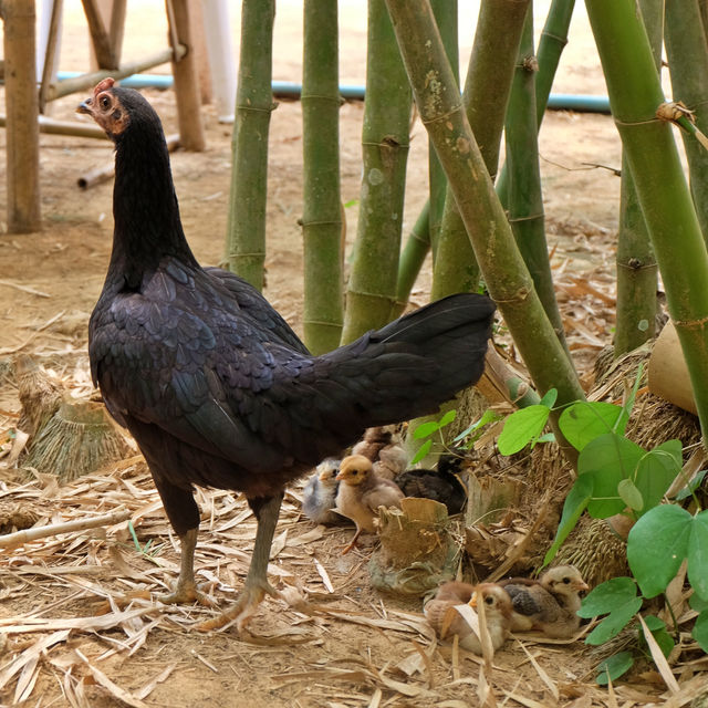 ท่องเที่ยวชมวิถีชุมชนชาวกระเหรี่ยง@หมู่บ้านบางกลอย ท่องเที่ยวชมวิถีชุมชนชาวกระเหรี่ยง@หมู่บ้านบางกลอย