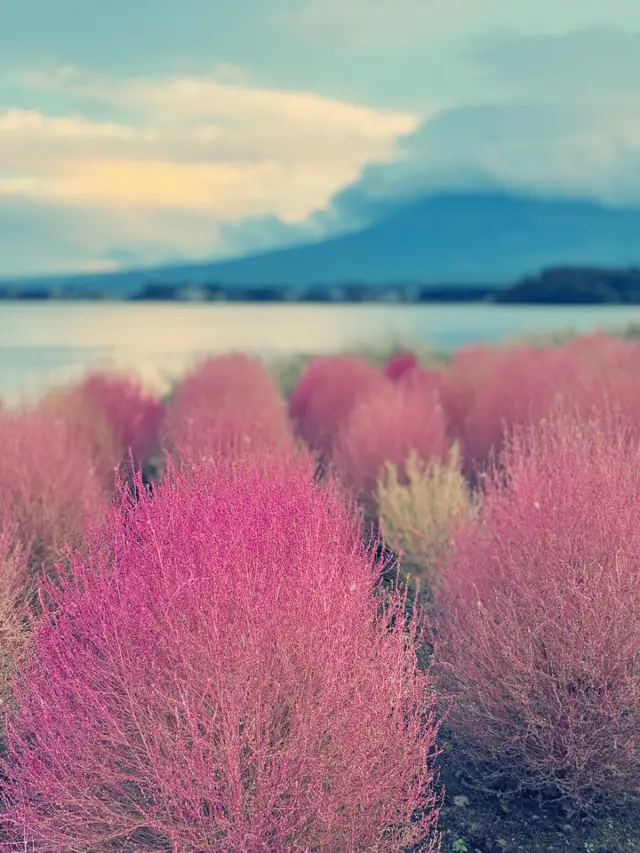 Ōishi Park: The Adorable Scenery of Bobobogusa
