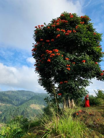 🏔️✨ ภาคกลางของศรีลังกา: หัวใจของเกาะ 🇱🇰✨