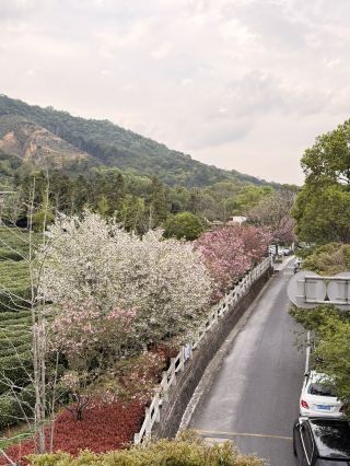 春を満喫する準備はできた？4月の杭州は…。