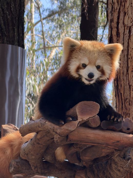 Kunming Safari: Why You Should Skip the Bus and Walk the Entire Route