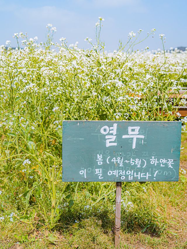 🌸꽃의 성지가 될 제주 여행지 [보롬왓]🌿