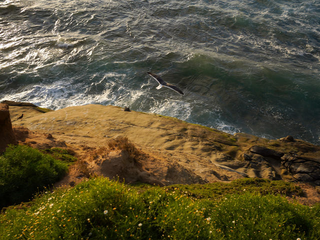 🇺🇸미국서부 센디에고 비치 La Jolla Cove!🇺🇸