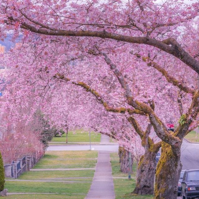 Vancouver is one destination whose cherry blossom season