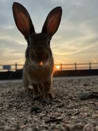 兔奴必遊🐰大久野島探兔仔賞日落🌄