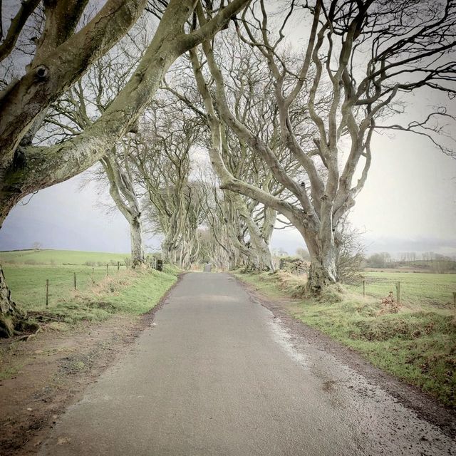 Dark Hedges: for Game of Thrones fans