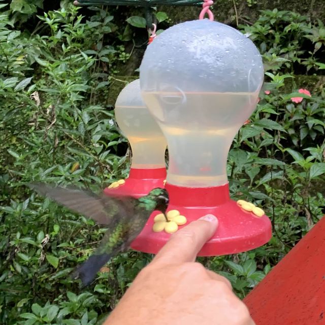 Visit Hummingbird gardens Costa Rica 