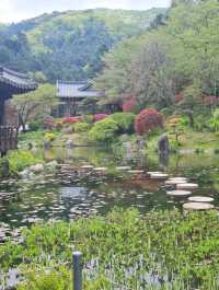 Garden of morning calm 🌿