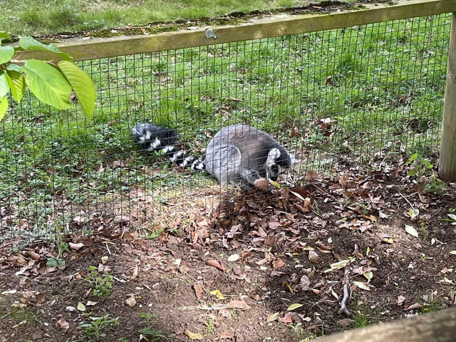 Whipsnade Zoo 🐘