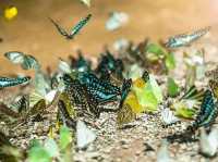Ban Krang butterfly 🦋 Park 🇹🇭 