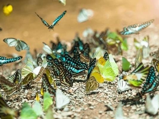 Ban Krang butterfly 🦋 Park 🇹🇭 