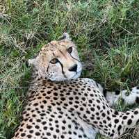 Serengeti Safari: Where Nature Comes Alive 🐘🦒🦓🐆🦏