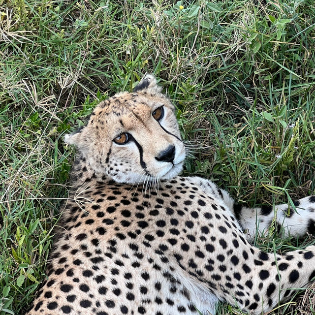 Serengeti Safari: Where Nature Comes Alive 🐘🦒🦓🐆🦏