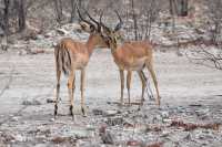 8-Day Amazing Comfort Camping Safari – Tanzania