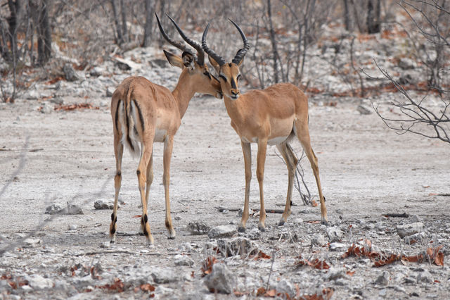 8-Day Amazing Comfort Camping Safari – Tanzania