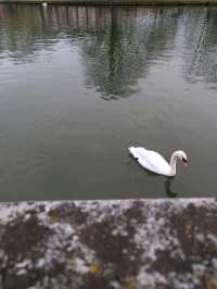 Morning visit at Bedford 