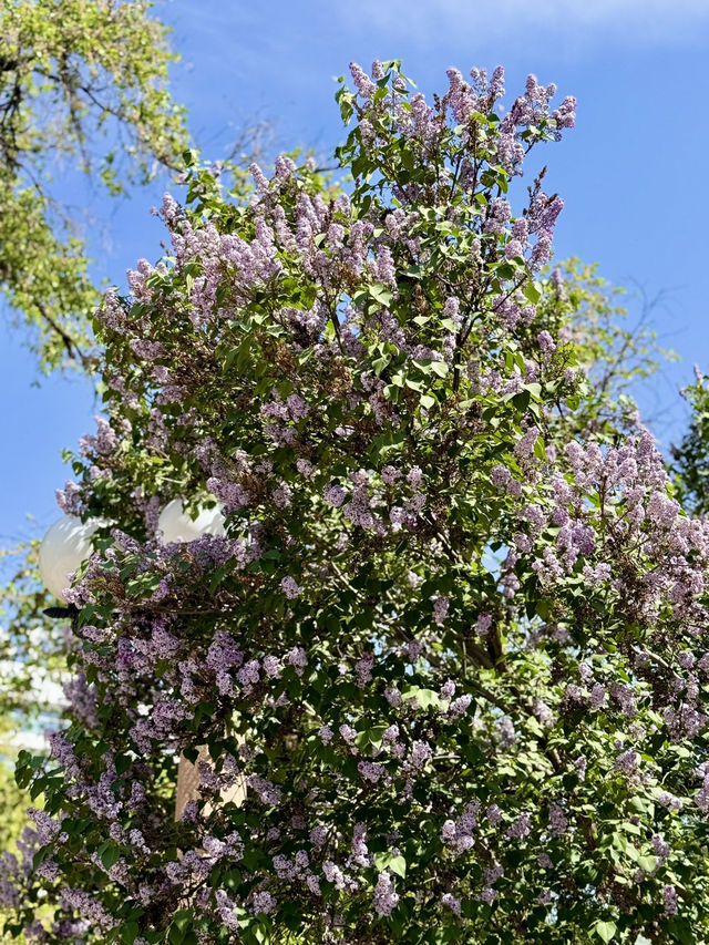 Spring Stroll at Apta Park, Almaty