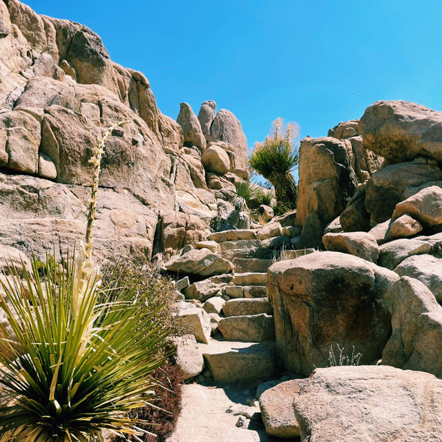 🥾 Best Hike in Joshua Tree National Park: Hidden Valley Trail 🌵