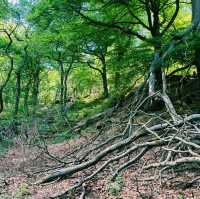 🌿 Manchester to Ladybower Wood: A Mossy Forest Escape in the Peak District