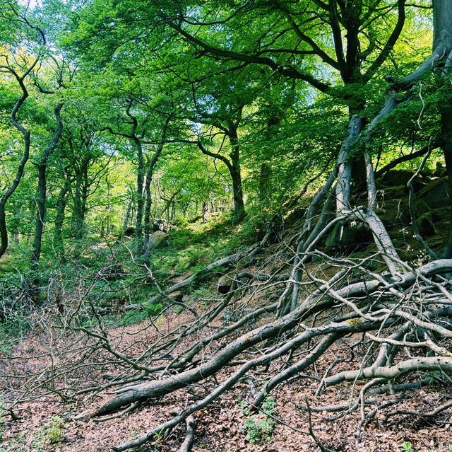 🌿 Manchester to Ladybower Wood: A Mossy Forest Escape in the Peak District