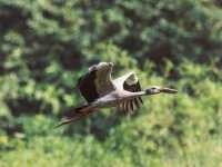 Thung Nham Bird Park: A Hidden Oasis in Tam Coc, Vietnam