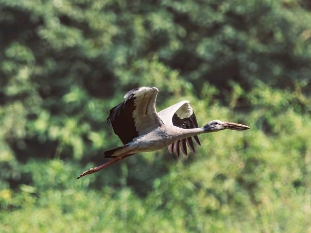 Thung Nham Bird Park: A Hidden Oasis in Tam Coc, Vietnam
