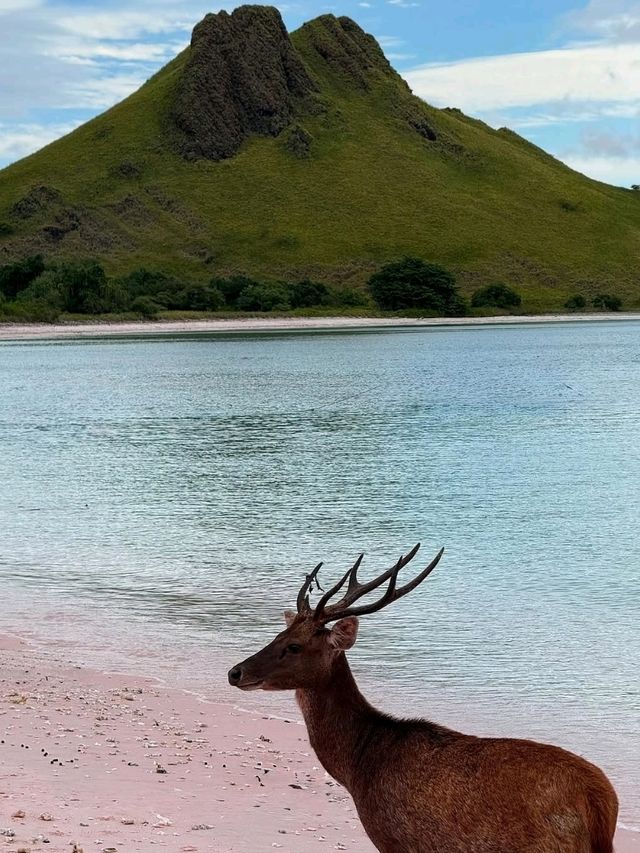 🦎 Komodo Island – Land of Dragons and Untamed Beauty