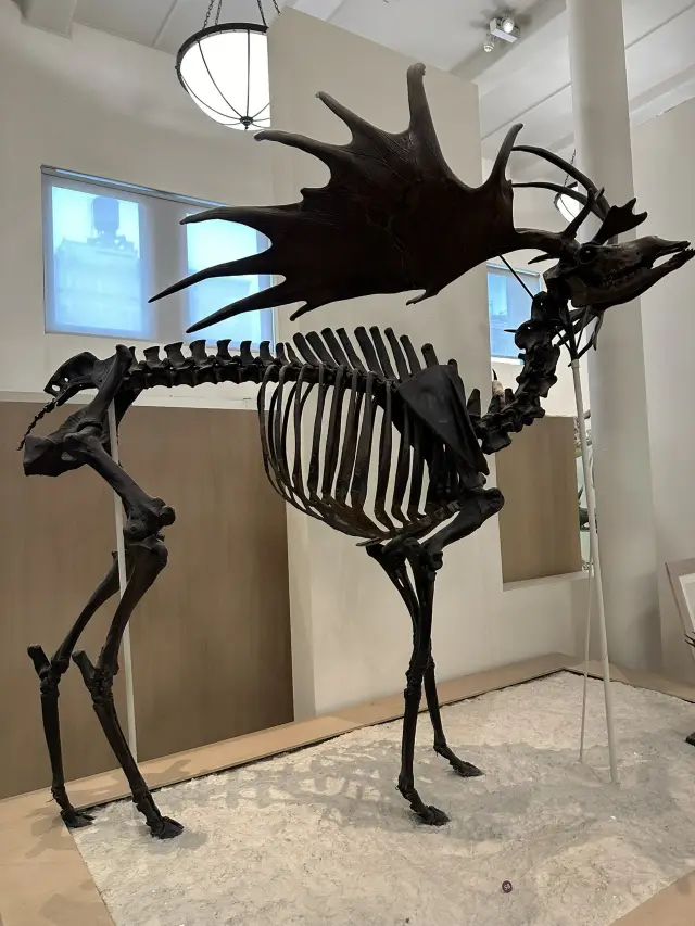 Gallery Hopping Extravaganza in NYC & Copenhagen!