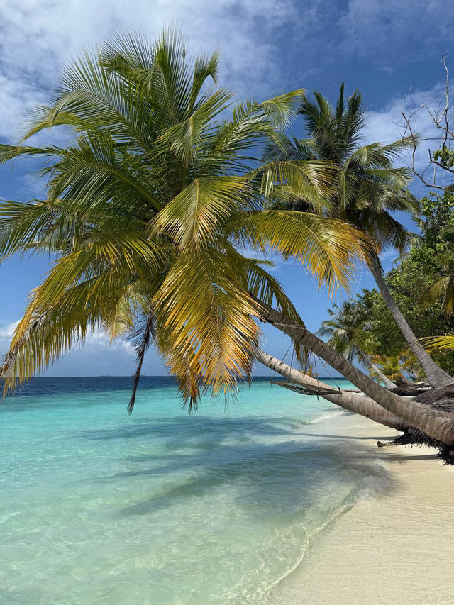 Vilamendhoo Island Resort — Where the Reef Speaks Louder Than Words