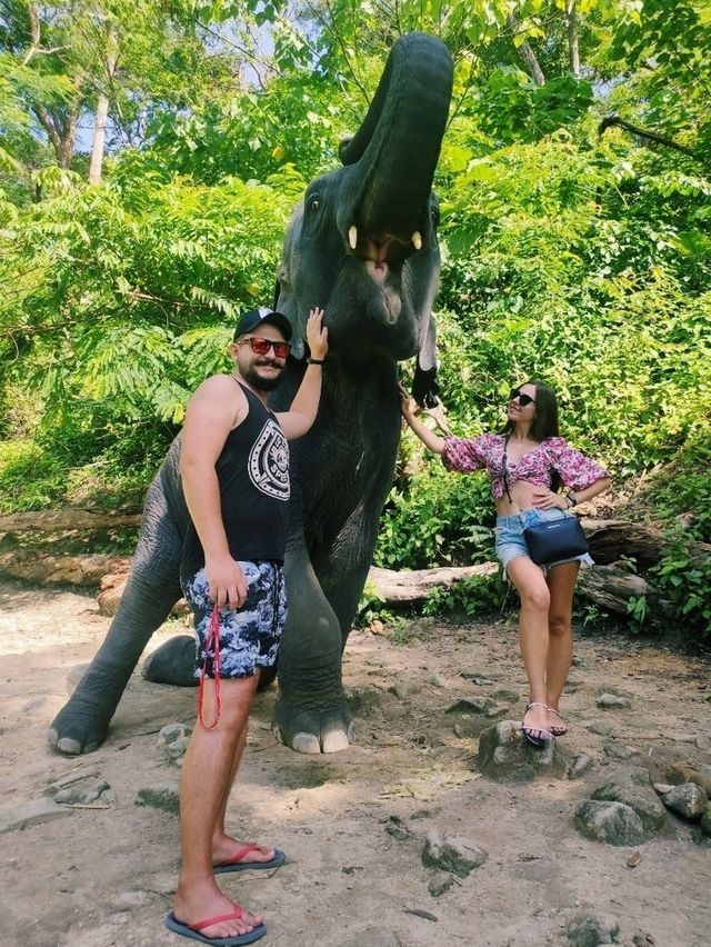 Ферма слонов, где запрещено кататься на них 🐘