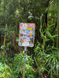 Mānoa Falls: Pure Rainforest Magic Just Minutes from Waikiki! 💙🌿