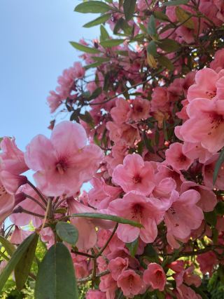 웨일스의 수련 󠁧󠁢󠁷󠁬󠁳󠁿 。