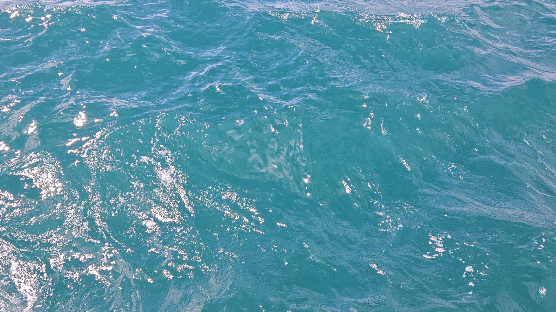Kaikoura Whale Watching Cruise Experience Sharing: A Whale Chasing Trip on a Rainy Day