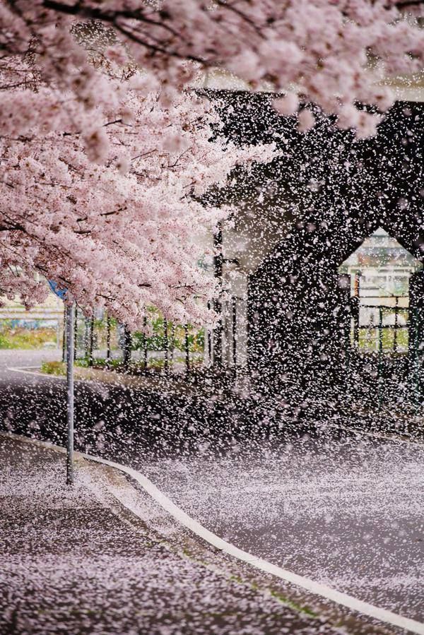 Hong Kong Flower Appreciation | Tsuen Wan Park's Double Cherry Blossoms in Full Bloom