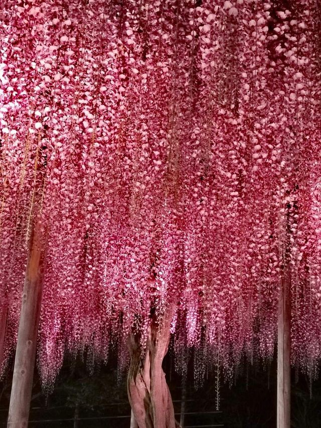 One of Japan's famous flower viewing spots | Ashikaga Flower Park