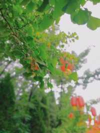 Henan Pingdingshan | Sansu Garden Scenic Area