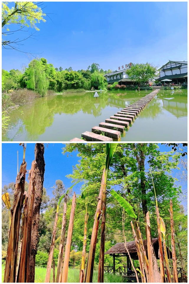 成都|新津·斑竹林樹樹皆秋色