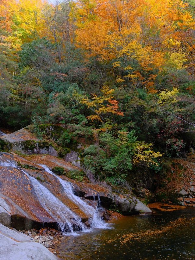 打卡國內秋景天花板