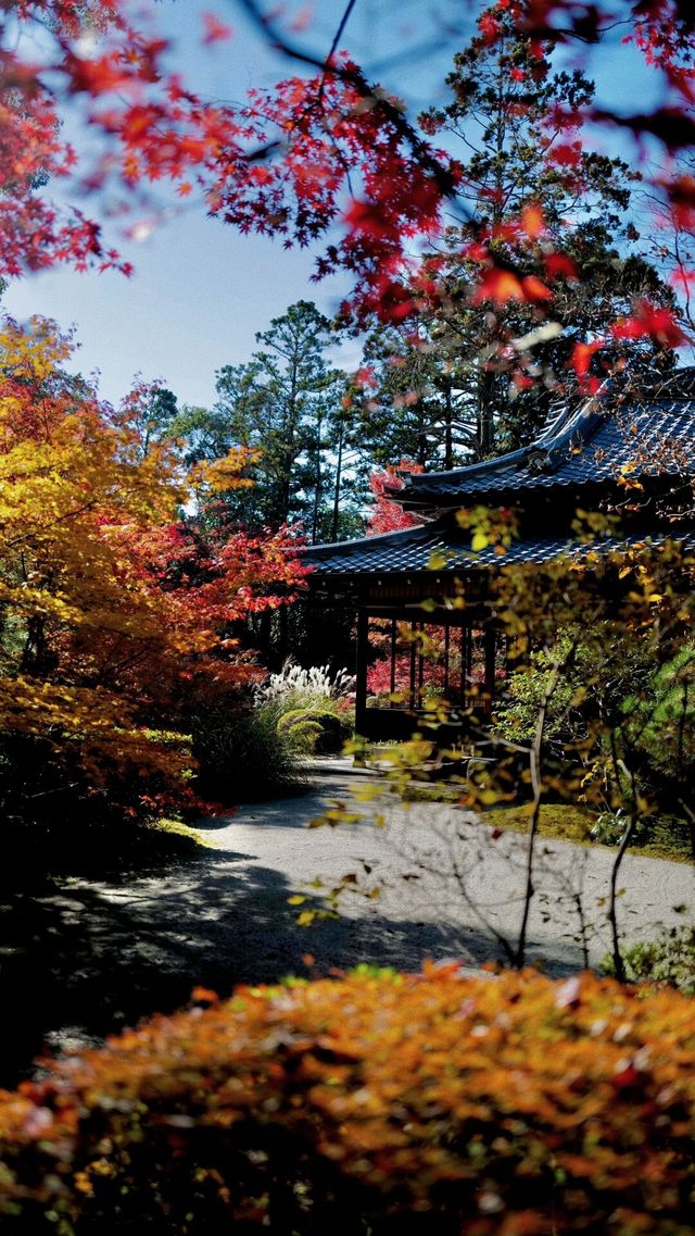 不輸琉璃光院，天授庵的紅葉也很驚艷!分分鐘出大片!