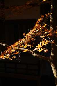 京都旅行｜一到秋冬這裡就美成了童話
