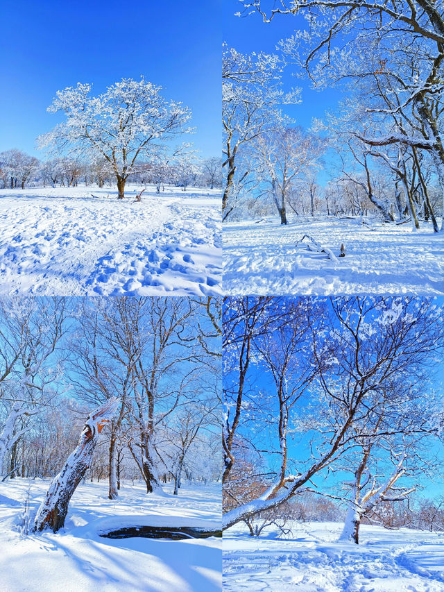 吉林的高山霧凇：驚艷了這個冬天