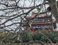 庐江冶父山丨素有“江北小九华”之美称