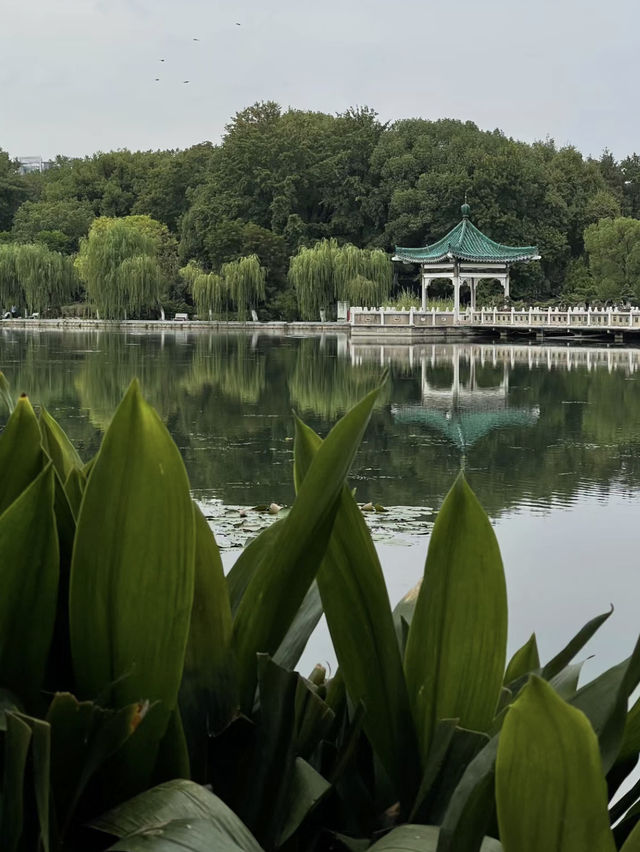 武漢打卡|東湖梨園   假期遊東湖梨園風景區奉打卡超美湖邊森林  大片森林與草坪，環境優美，真的很適