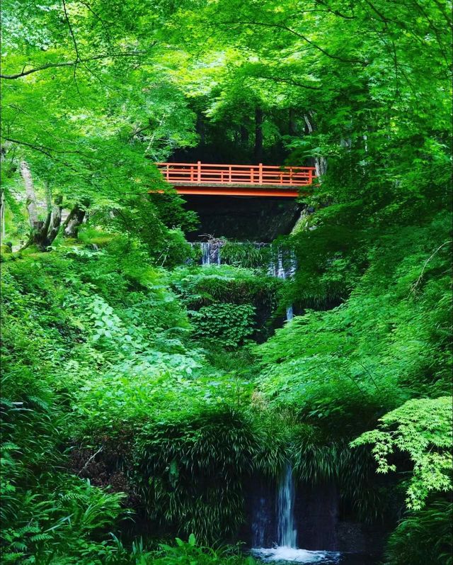 京都攻略‖三千院太美了 枫葉季還要去