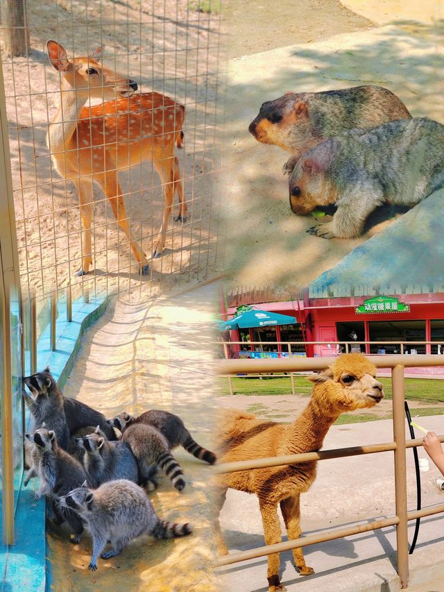 打卡樂華城動物園，瘋狂暴走一日遊！
