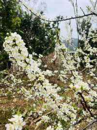 桂峰山下李花開……
