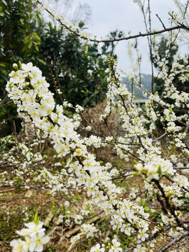 桂峰山下李花開……